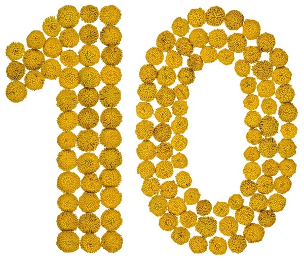 Arabic numeral 10, ten, from yellow flowers of tansy, isolated o — Stock Photo, Image