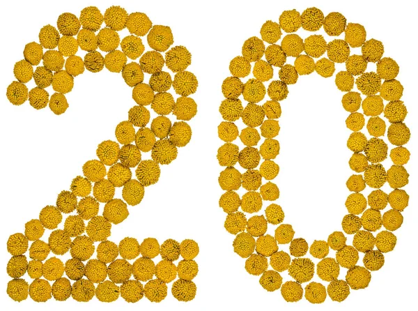 Арабская цифра 20, 20, из желтых цветов Тензи, изолировать — стоковое фото