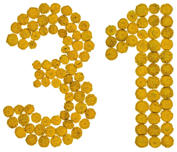 Αραβικό αριθμό 31, τριάντα ένα, από τα κίτρινα άνθη του θηρανθεμίς, iso — Φωτογραφία Αρχείου
