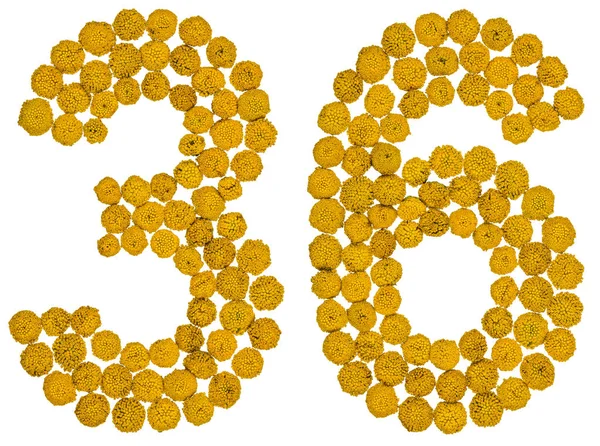 Número arábico 36, trinta e seis, de flores amarelas de tansy, iso — Fotografia de Stock