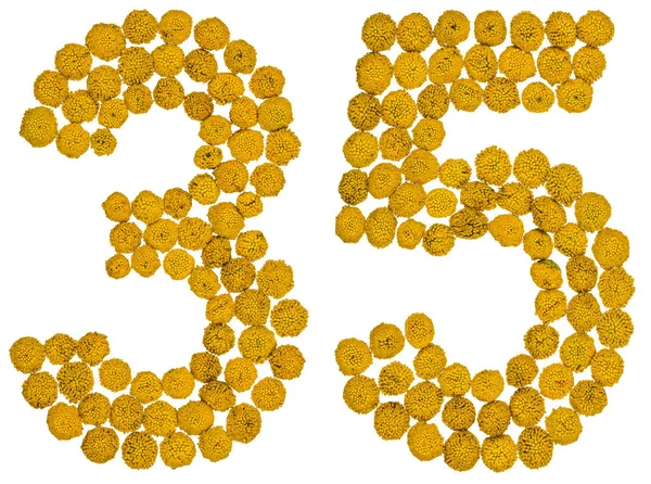 Arabic numeral 35, thirty five, from yellow flowers of tansy, is — Stock Photo, Image