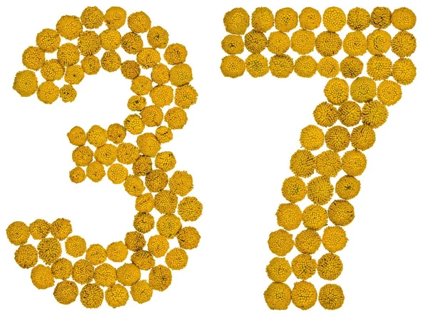 Arabic numeral 37, thirty seven, from yellow flowers of tansy, i — Stock Photo, Image