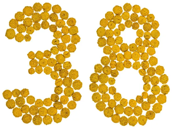 Арабская цифра 38, 38, из желтых цветов Тензи, i — стоковое фото