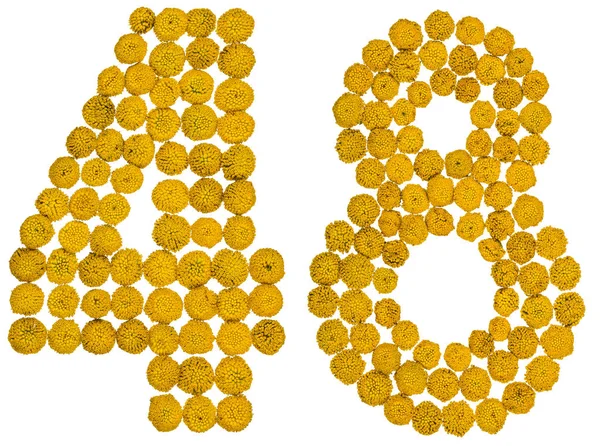 Arabic numeral 48, forty eight, from yellow flowers of tansy, is — Stock Photo, Image