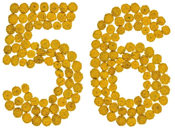Arabic numeral 56, fifty six, from yellow flowers of tansy, isol — Stock Photo, Image