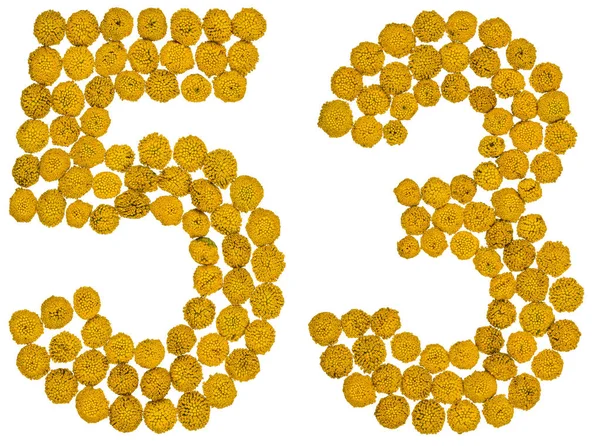 Arap rakamıdır 53, elli üç, solucan otu, sarı çiçek