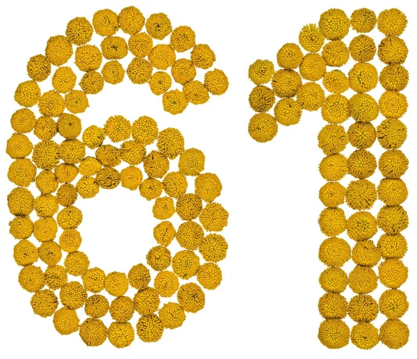 Arabic numeral 61, sixty one, from yellow flowers of tansy, isol — Stock Photo, Image