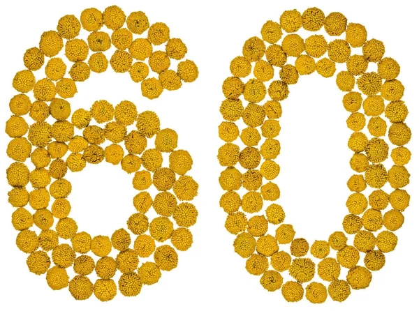 Arapça rakamı 60, 60, gelen solucan otu, izole sarı çiçek
