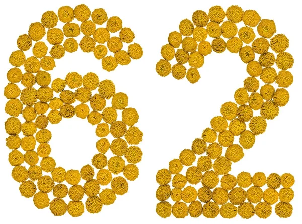 Arapça rakamı 62, altmış iki, gelen solucan otu, isol, sarı çiçek