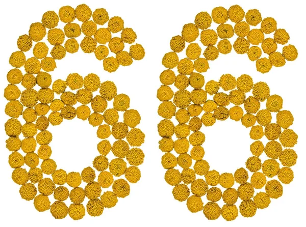 Arapça rakamı 66, altmış altı, gelen solucan otu, isol, sarı çiçek