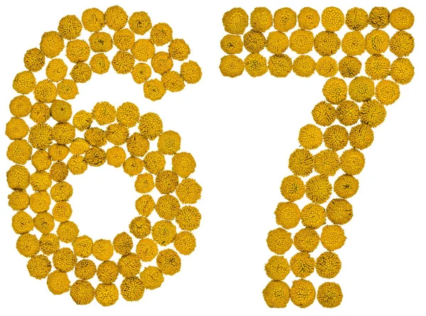 Arabic numeral 67, sixty seven, from yellow flowers of tansy, is — Stock Photo, Image