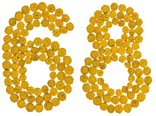 Arap rakamıdır 68, altmış sekiz, solucan otu, sarı çiçek