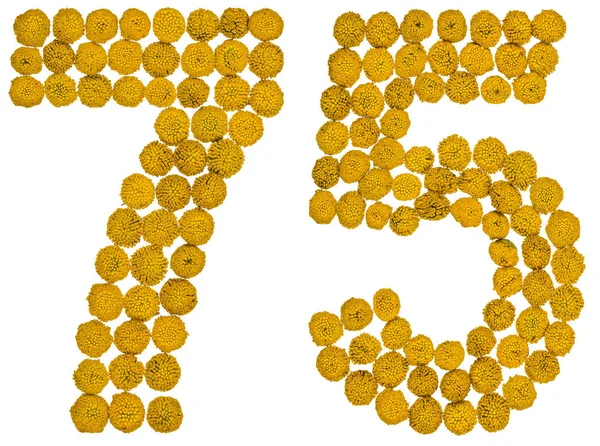 Arabic numeral 75, seventy five, from yellow flowers of tansy, i — Stock Photo, Image