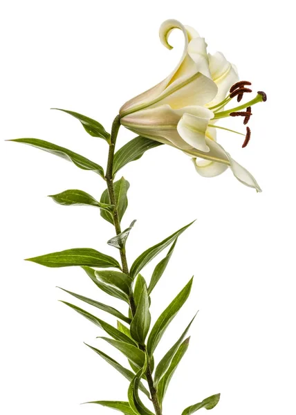 Цветок желтой восточной лилии, выделенный на белом фоне — стоковое фото