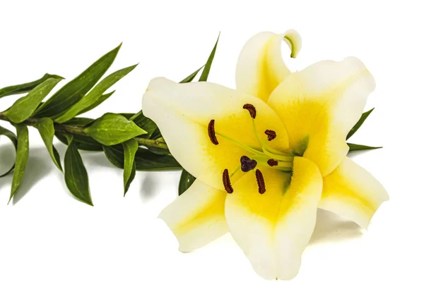 Flower of yellow oriental lily, isolated on white background — Stock Photo, Image