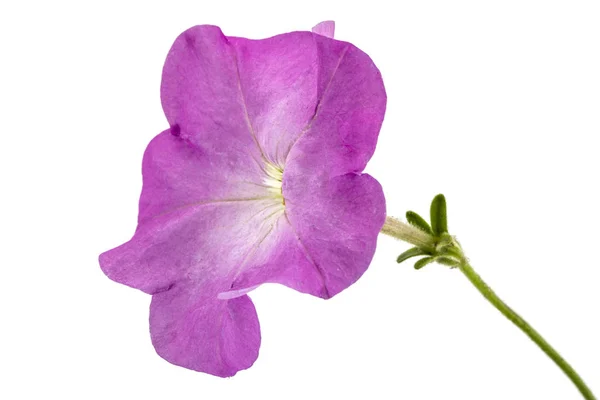 Beyaz arka plan üzerinde izole mor Petunya çiçek — Stok fotoğraf