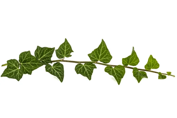 Ivy zielona gałąź, na białym tle — Zdjęcie stockowe