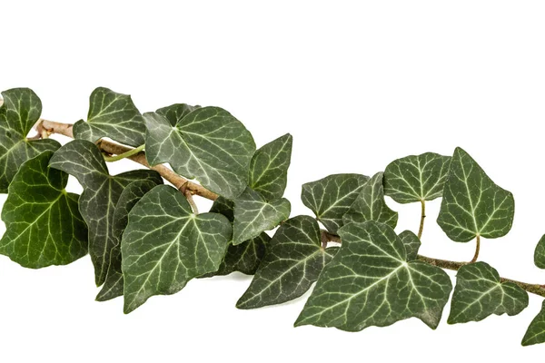 Ivy zielona gałąź, na białym tle — Zdjęcie stockowe