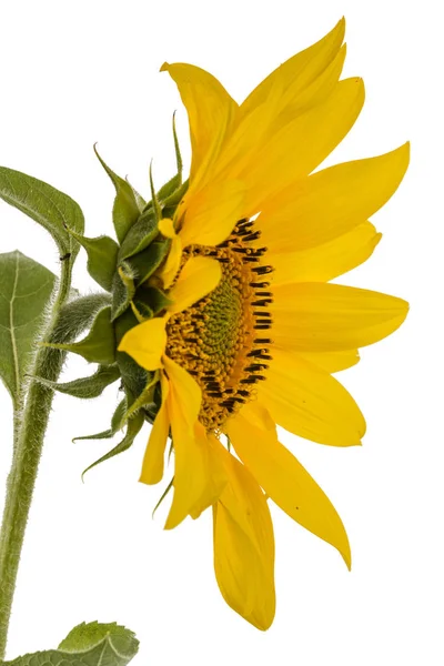 Girasol aislado sobre fondo blanco —  Fotos de Stock