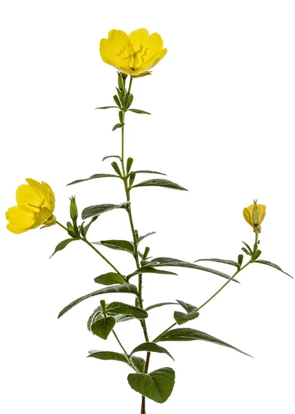 Gelbe Blüte der Nachtkerze, lat. oenothera, isoliert auf w — Stockfoto