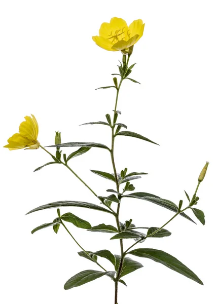 Sárga virág, ligetszépe, lat. Oenothera, elszigetelt w — Stock Fotó