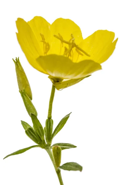 Κίτρινο λουλούδι Νυχτολούλουδο, lat. Oenothera, απομονώνονται σε w — Φωτογραφία Αρχείου