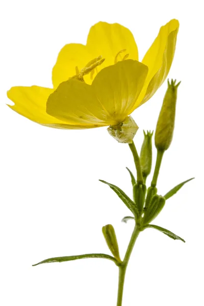 Yellow flower of Evening Primrose, lat. Oenothera, isolated on w — Stock Photo, Image