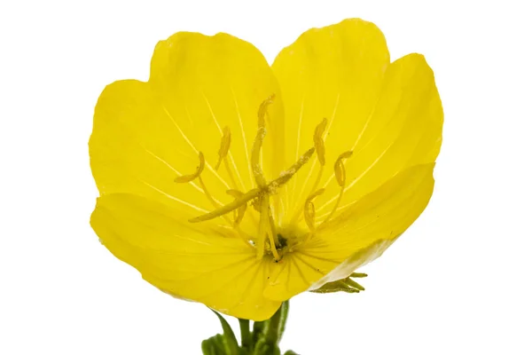 Желтый цветок Вечерней Примрозы, лат. Энотера, изолированная на w — стоковое фото