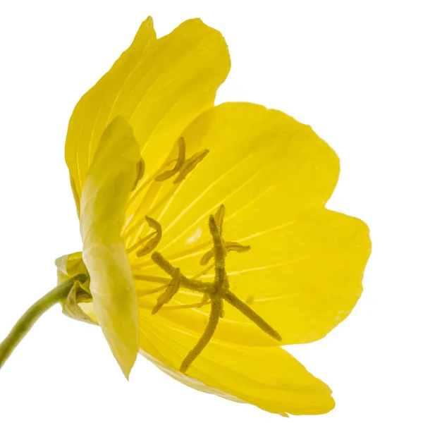 Желтый цветок Вечерней Примрозы, лат. Энотера, изолированная на w — стоковое фото
