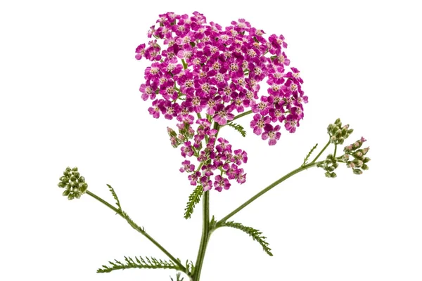 Flores de milenrama, lat. Achillea millefolium, aislada sobre blanco — Foto de Stock