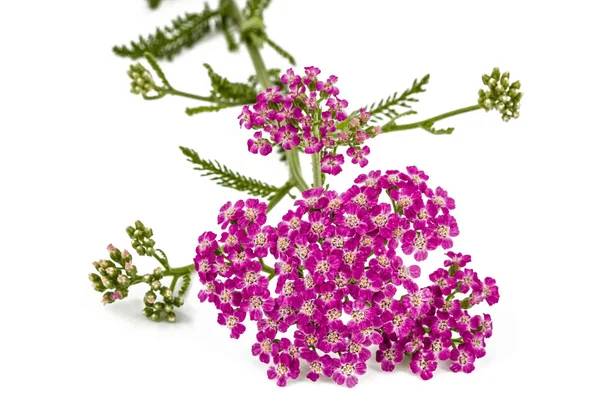 Bloemen van duizendblad, lat. Achillea millefolium, geïsoleerd op wit — Stockfoto