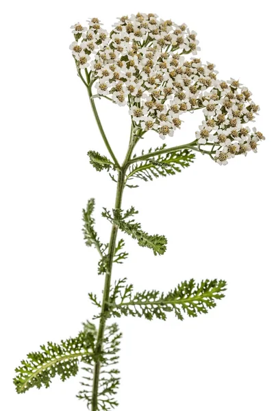 Flowers of yarrow, lat. Achillea millefolium, isolated on white — Stock Photo, Image