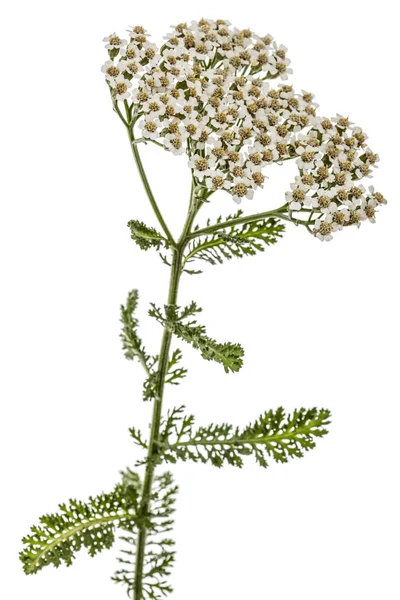 Çiçekleri beyaz izole civanperçemi, lat. Achillea millefolium, 