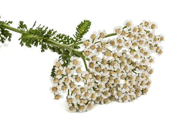 Çiçekleri beyaz izole civanperçemi, lat. Achillea millefolium, 