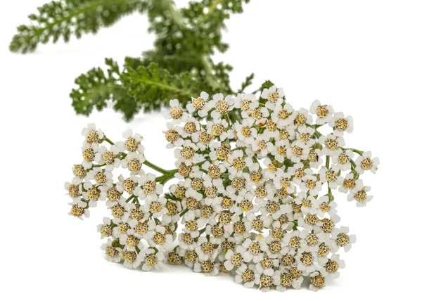 Bloemen van duizendblad, lat. Achillea millefolium, geïsoleerd op wit — Stockfoto