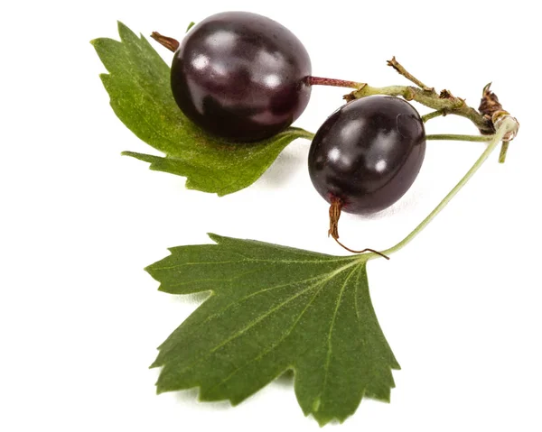 Johannisbeere schwarze Beeren isoliert auf weißem Hintergrund — Stockfoto