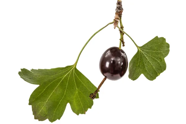 Johannisbeere schwarze Beeren isoliert auf weißem Hintergrund — Stockfoto