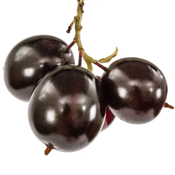 白い背景で隔離黒スグリの果実 — ストック写真