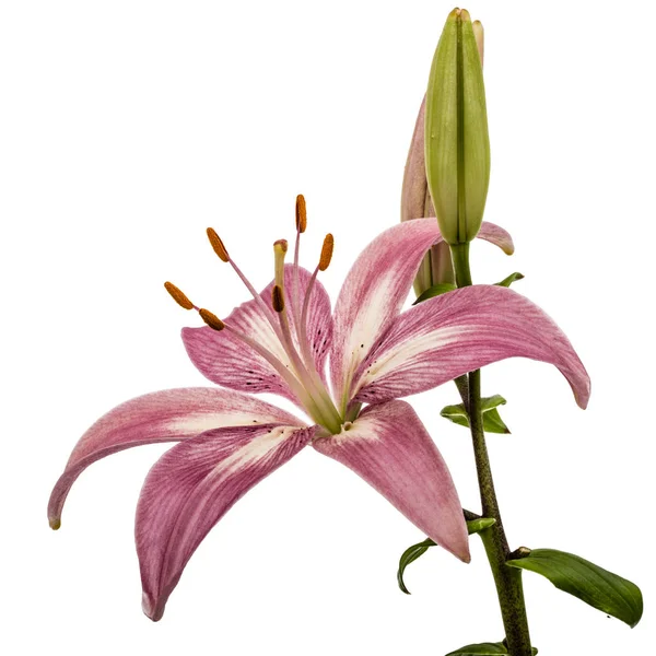 Beyaz arka plan üzerinde izole bir pembe Zambak çiçeği