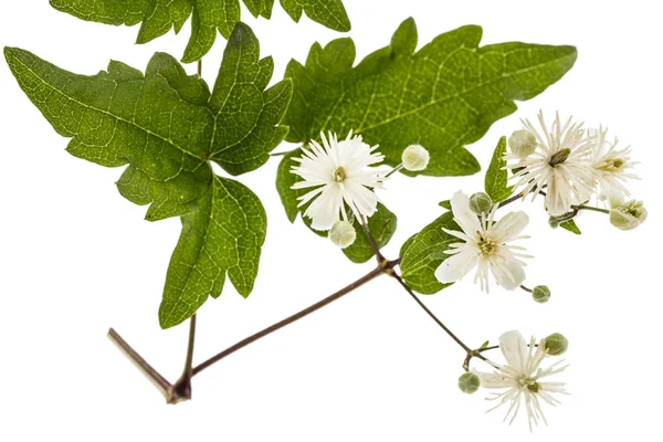 Flowers and leafs of Clematis , lat. Clematis vitalba L., isolat — Stock Photo, Image