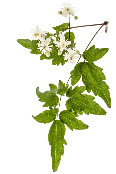 Fiori e foglie di Clematis, lat. Clematis vitalba L., isolat — Foto Stock