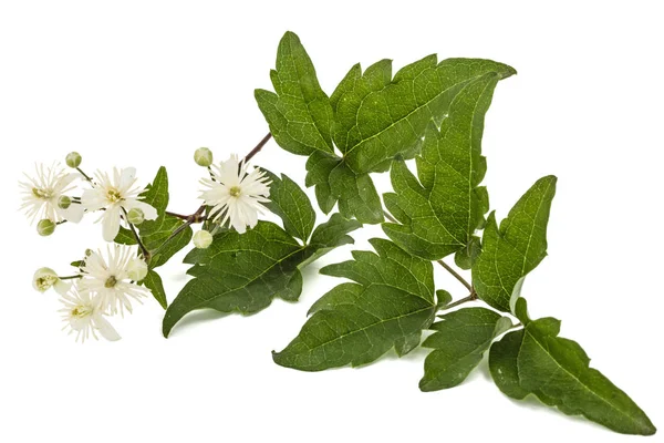 Blüten und Blätter der Clematis, lat. clematis vitalba l., isolat — Stockfoto