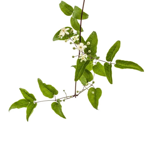 Bunga dan daun dari Clematis, lat. Clematis vitalba L., isolat — Stok Foto