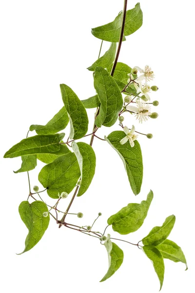 Fiori e foglie di Clematis, lat. Clematis vitalba L., isolat — Foto Stock