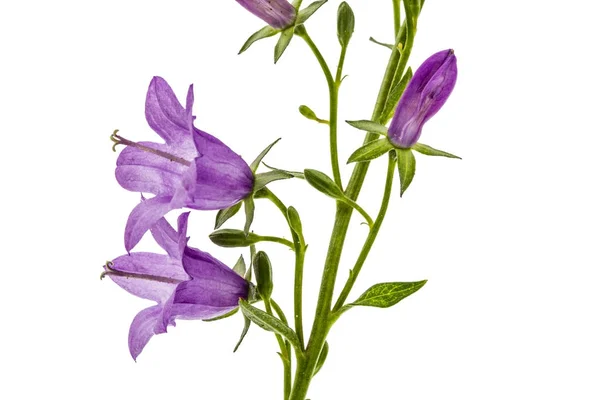 Fleur violette de Campanula, isolée sur fond blanc — Photo