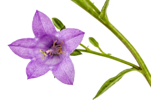 Fleur violette de Campanula, isolée sur fond blanc — Photo