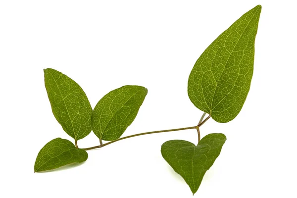 클레 마티스, 흰색 배경에 고립의 녹색 잎 — 스톡 사진