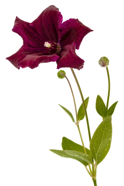 하얀 배경에 고립되어 있는 보라색 자줏빛 꽃 — 스톡 사진