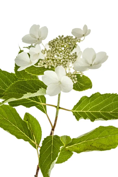 Inflorescencia de hortensia, lat. Hydrangea paniculata, aislada — Foto de Stock