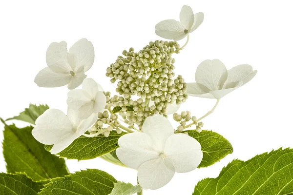 Inflorescence of hydrangea, lat. Hydrangea paniculata, isolated — Stock Photo, Image